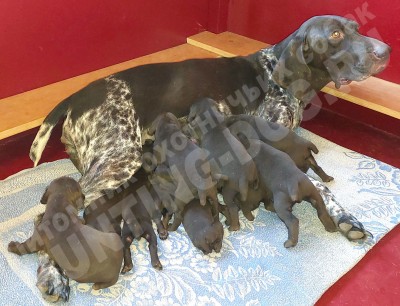 Щенки курцхаар